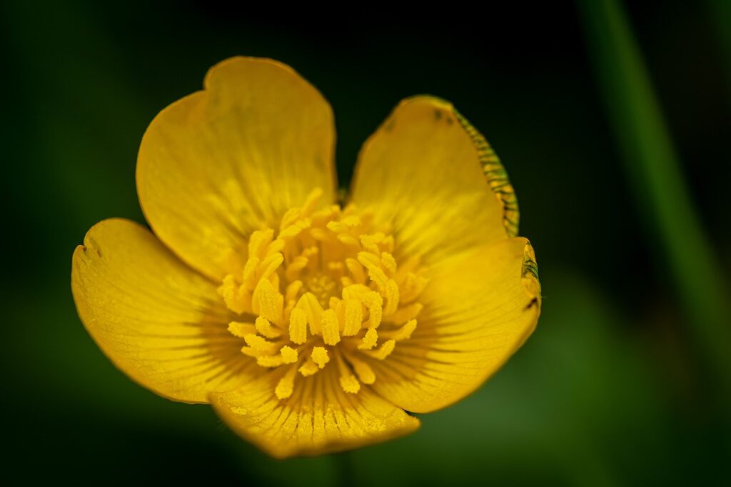 Butterblume – Merkmale und Fakten - Colognebox